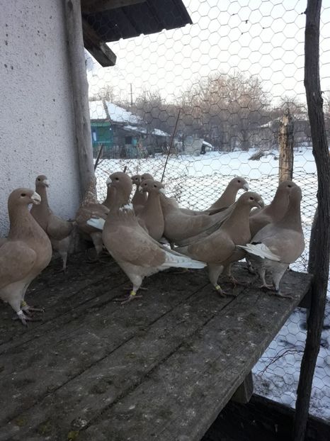  - Porumbei Germani de Frumusete