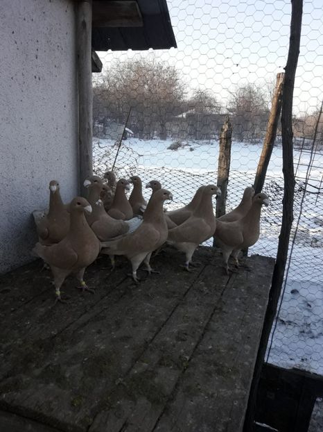  - Porumbei Germani de Frumusete