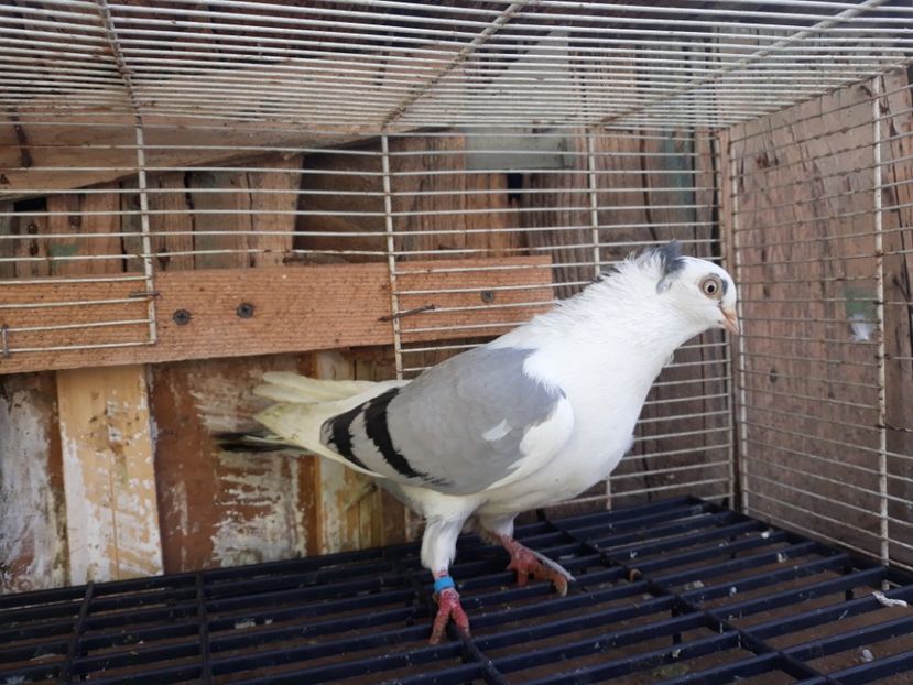  - Galateni baltati pe albastru