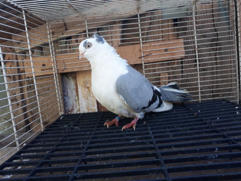  - Galateni baltati pe albastru