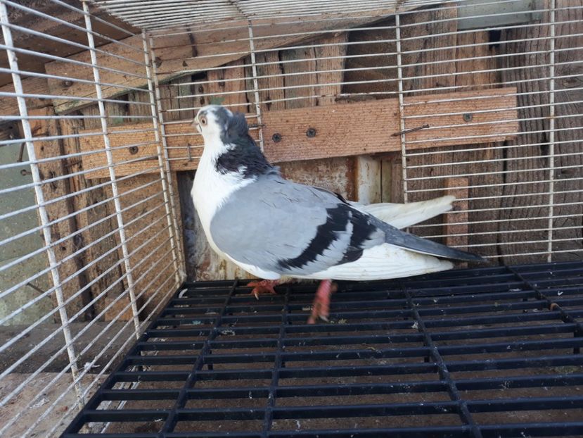  - Galateni baltati pe albastru