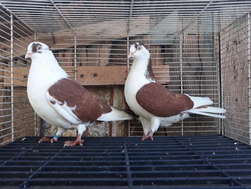  - Galateni baltati pe albastru