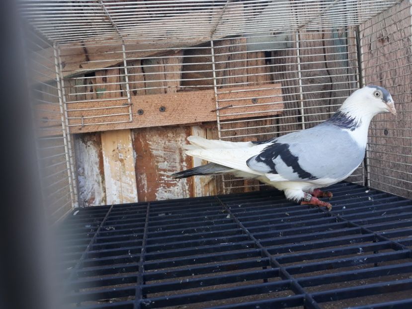  - Galateni baltati pe albastru