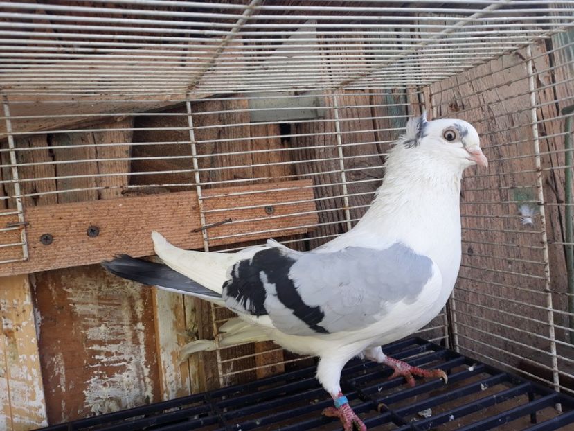  - Galateni baltati pe albastru