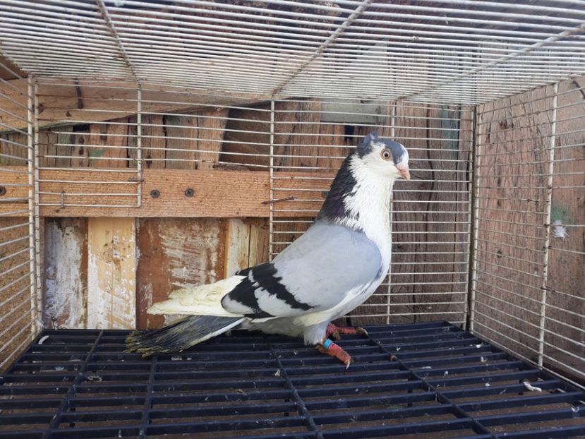  - Galateni baltati pe albastru