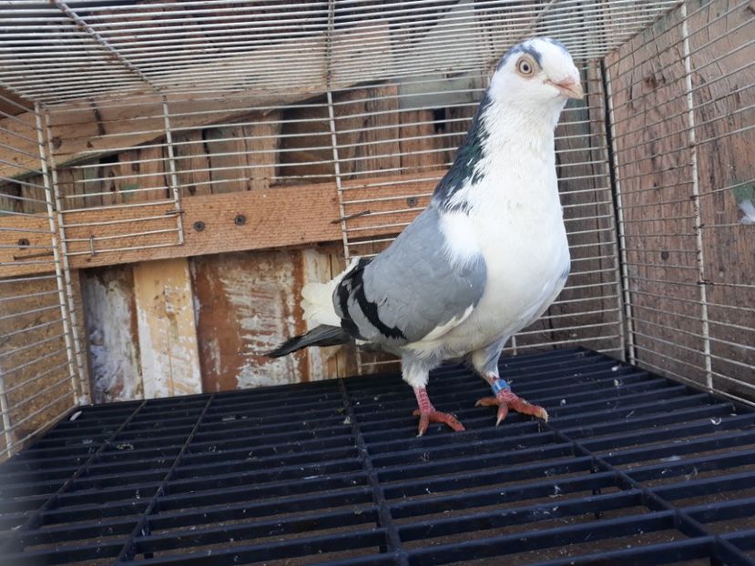  - Galateni baltati pe albastru