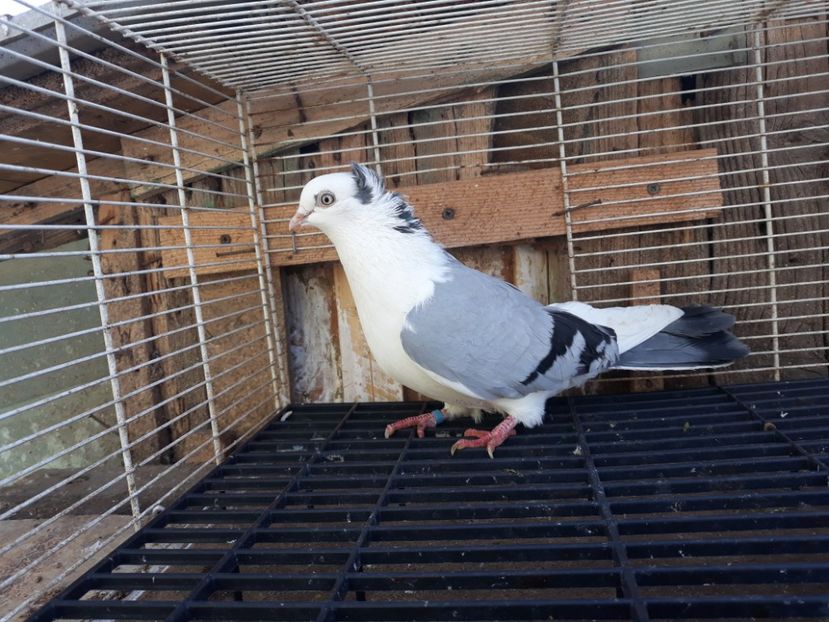  - Galateni baltati pe albastru