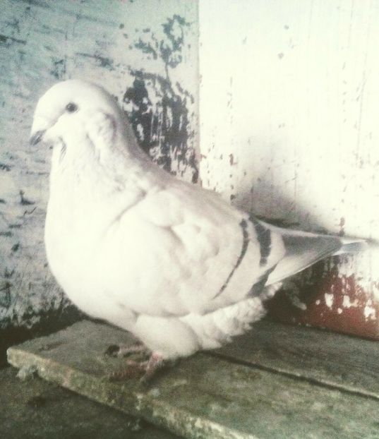  - - A - A - PRINTESA L E I A