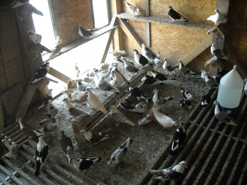  - DE PRIN PORUMBARIE