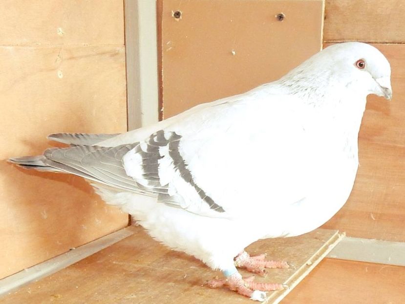 Femela 2018 VANDUTA - FEMELE PENTRU 2020