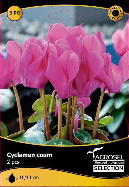 cyclamen_coum - BULBI DE FLORI-achizitii