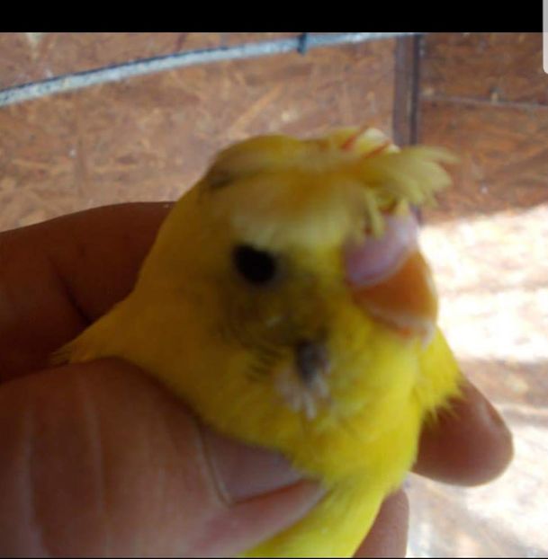  - Papagali-o noua provocare