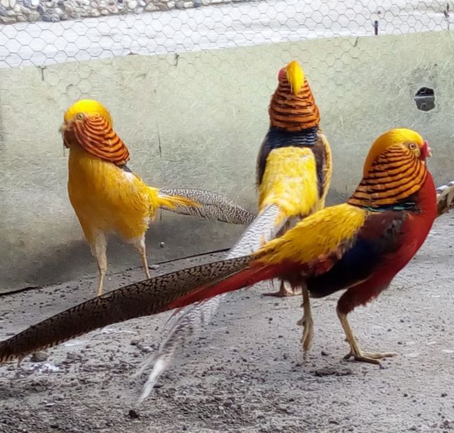 1 a  - Contact 0770441774