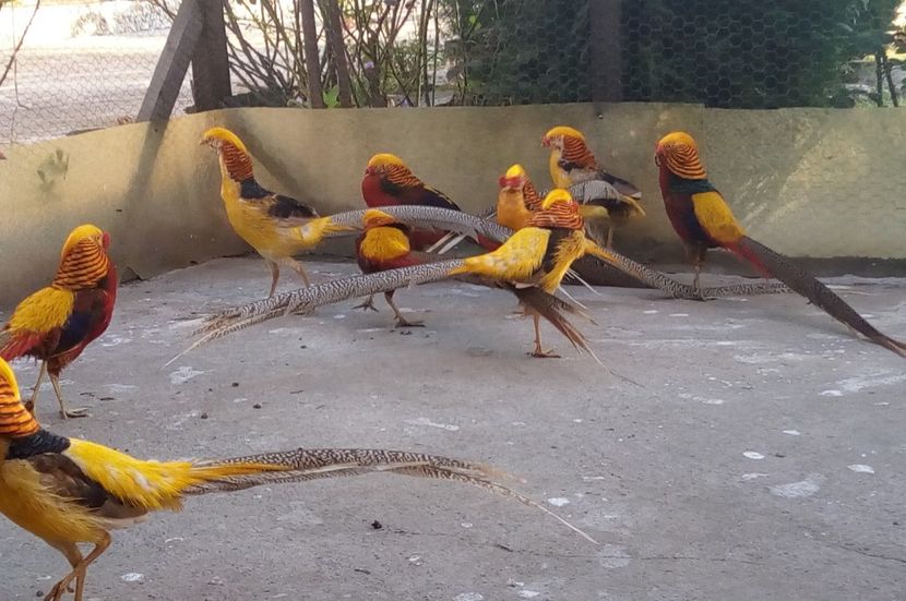 4a  - Contact 0770441774