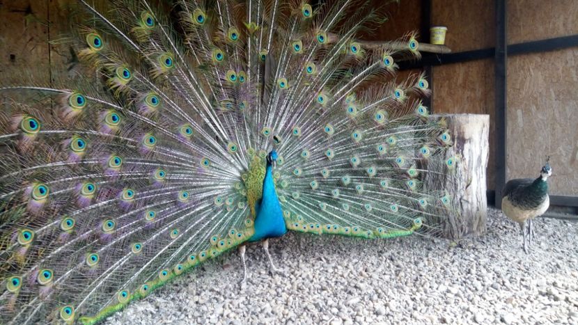 aa2 (2) - Contact 0770441774