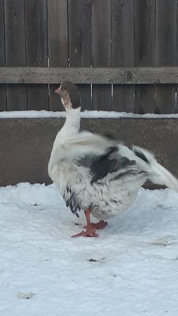 VideoCapture_20190117-124405 - 7 Băbuța leșească din 2013