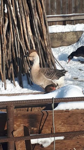 VideoCapture_20190117-124156 - 0 Poze gaste pe 2019