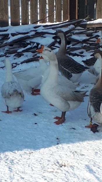 VideoCapture_20190117-123900 - 0 Poze gaste pe 2019