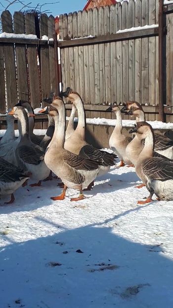 VideoCapture_20190117-123821 - 0 Poze gaste pe 2019