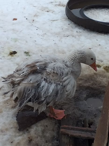  - Gâște ianuarie 2019