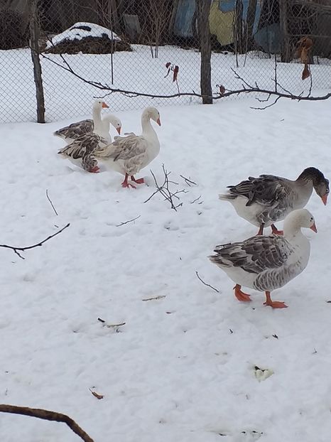  - Gâște ianuarie 2019