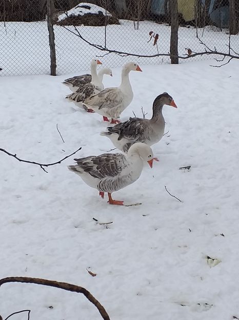 - Gâște ianuarie 2019