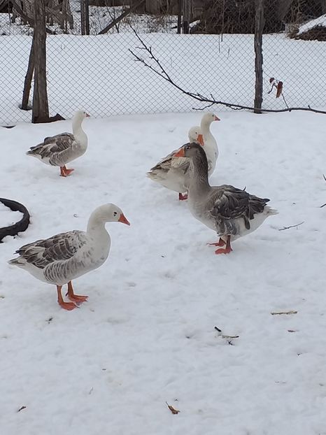  - Gâște ianuarie 2019