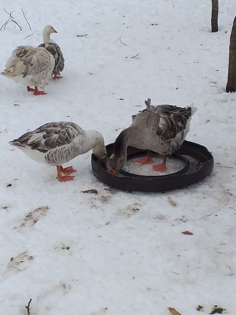  - Gâște ianuarie 2019