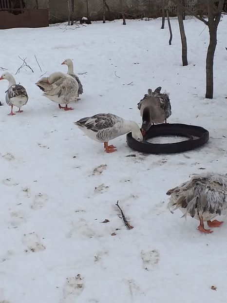  - Gâște ianuarie 2019