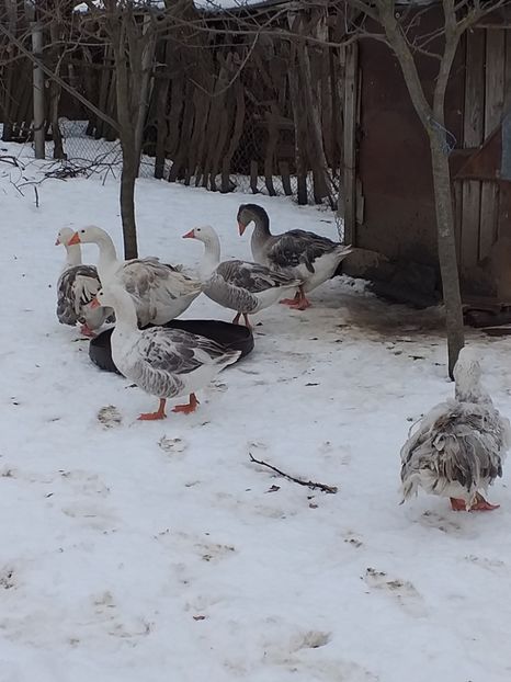  - Gâște ianuarie 2019