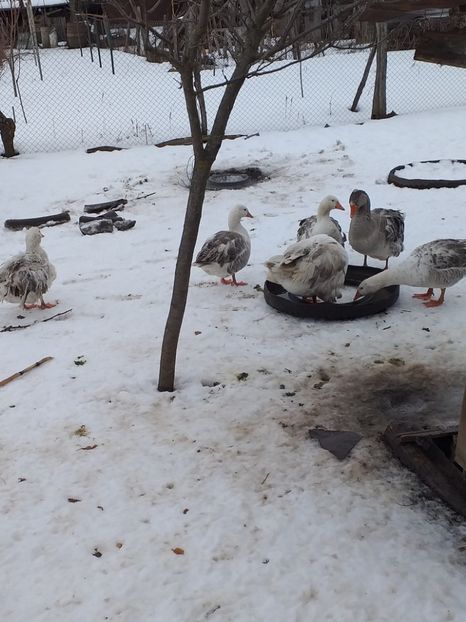  - Gâște ianuarie 2019