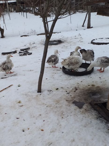  - Gâște ianuarie 2019