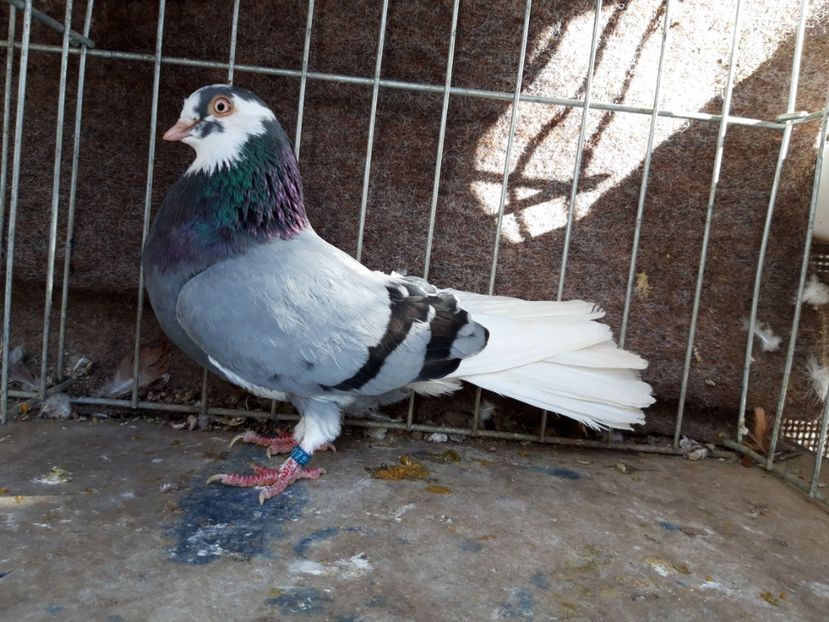  - jucatori galateni rasa Ghita Rosu