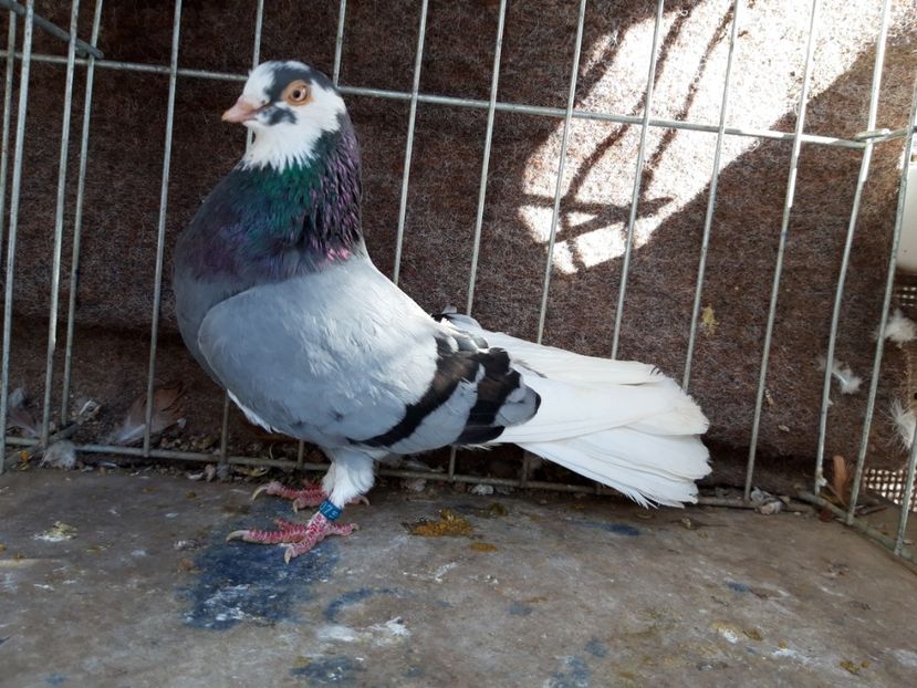  - jucatori galateni rasa Ghita Rosu