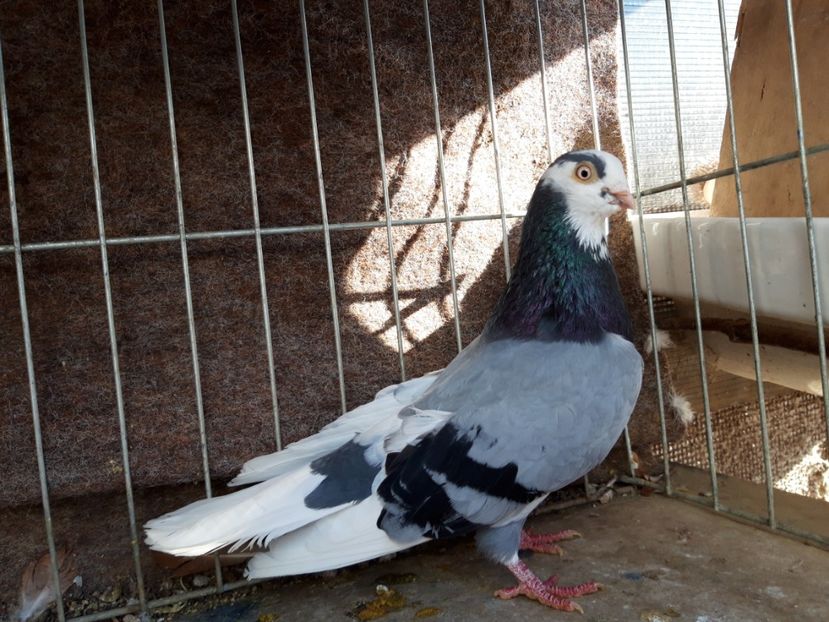  - jucatori galateni rasa Ghita Rosu
