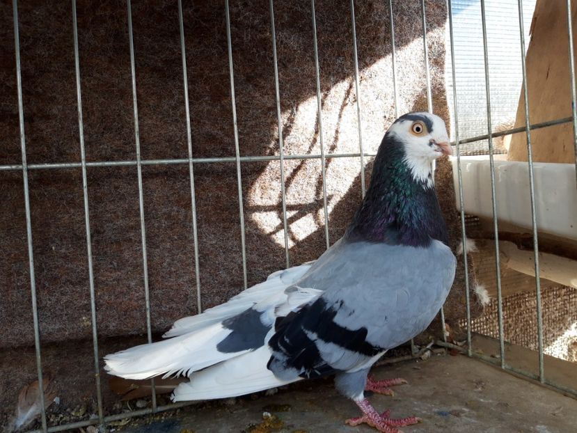  - jucatori galateni rasa Ghita Rosu