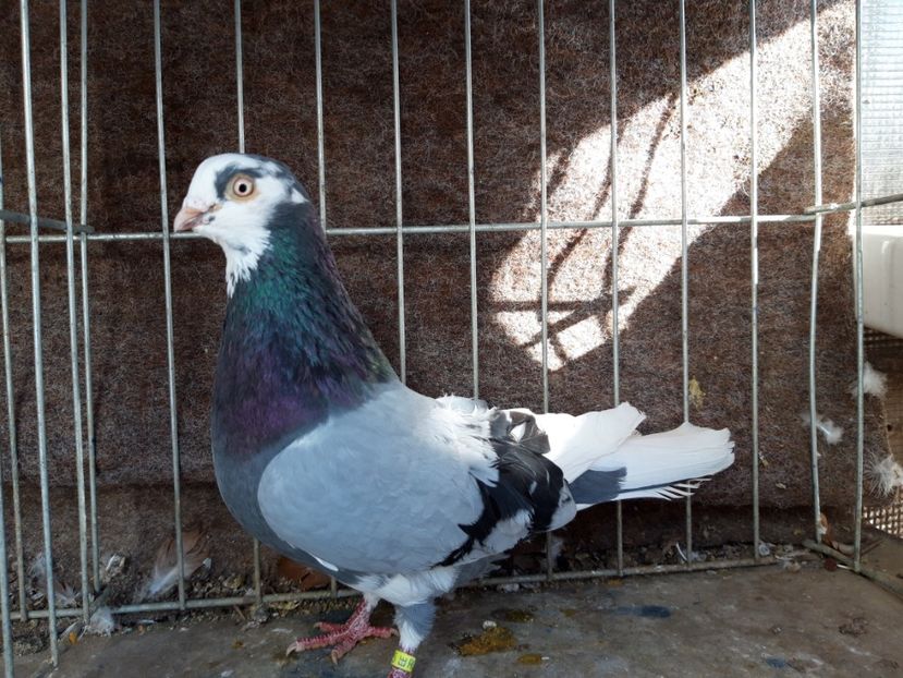  - jucatori galateni rasa Ghita Rosu