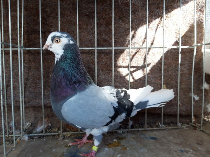  - jucatori galateni rasa Ghita Rosu