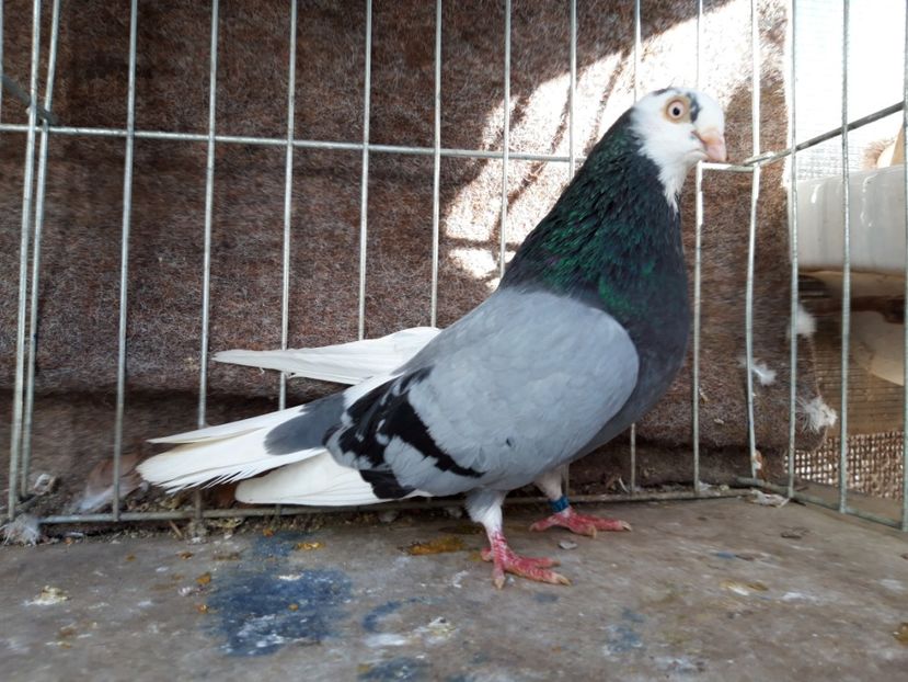  - jucatori galateni rasa Ghita Rosu