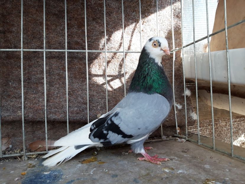  - jucatori galateni rasa Ghita Rosu