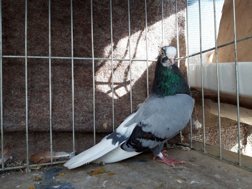  - jucatori galateni rasa Ghita Rosu