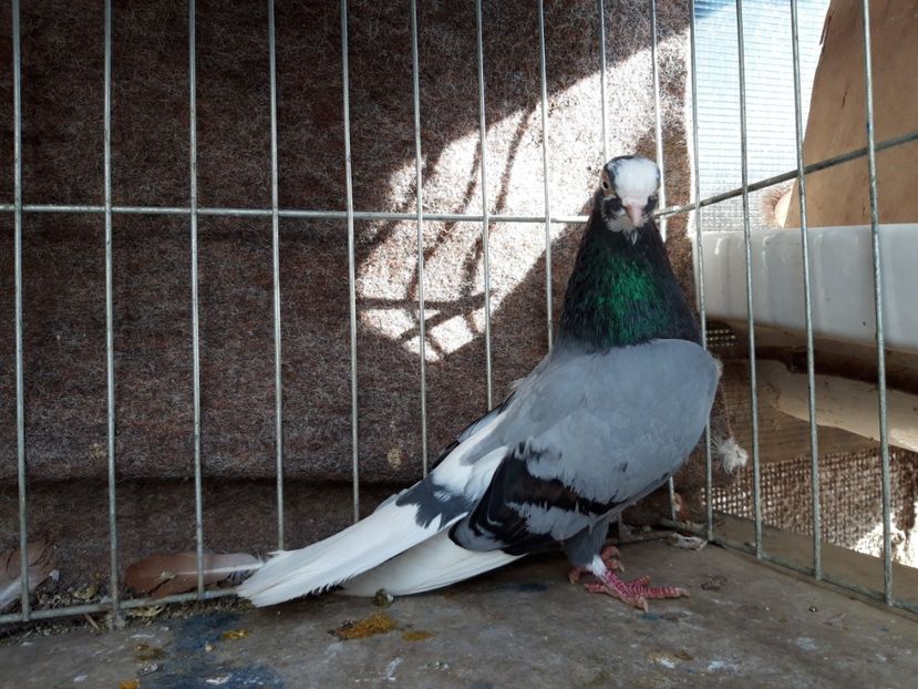  - jucatori galateni rasa Ghita Rosu