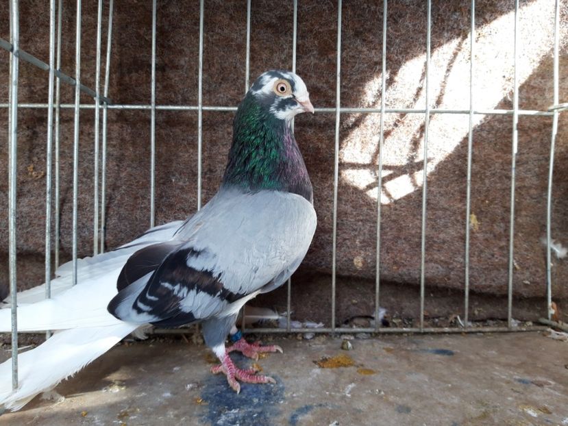  - jucatori galateni rasa Ghita Rosu