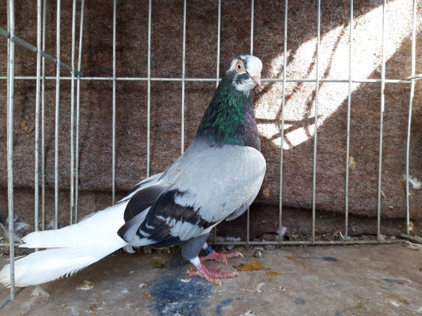  - jucatori galateni rasa Ghita Rosu