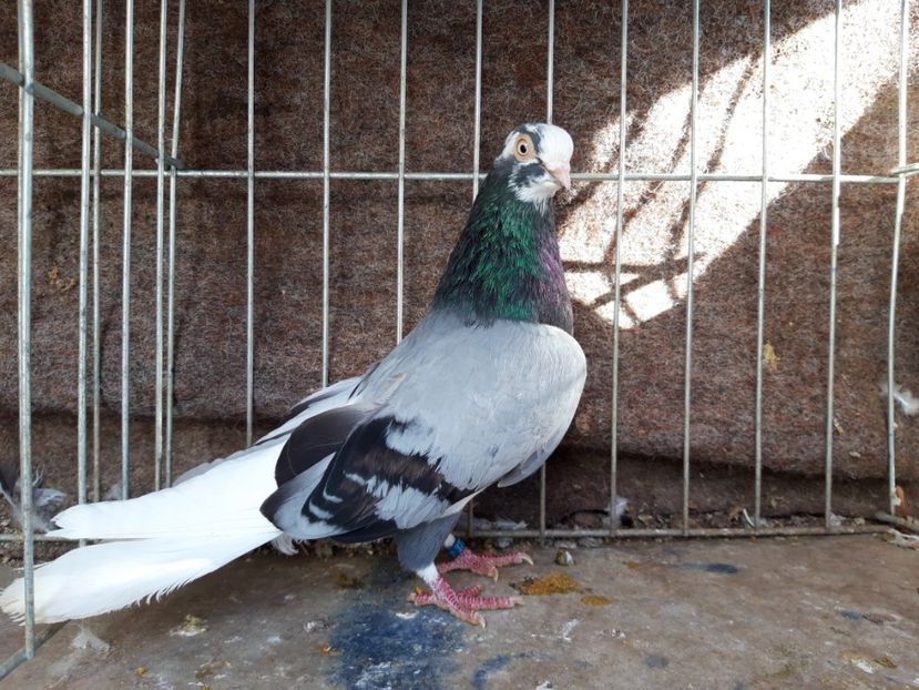  - jucatori galateni rasa Ghita Rosu