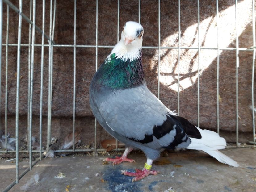  - jucatori galateni rasa Ghita Rosu