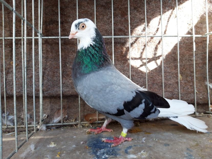  - jucatori galateni rasa Ghita Rosu