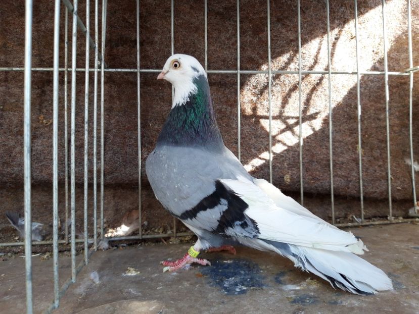  - jucatori galateni rasa Ghita Rosu