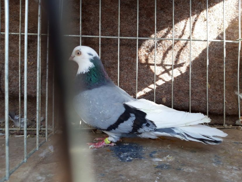  - jucatori galateni rasa Ghita Rosu