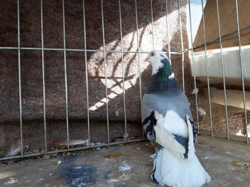  - jucatori galateni rasa Ghita Rosu